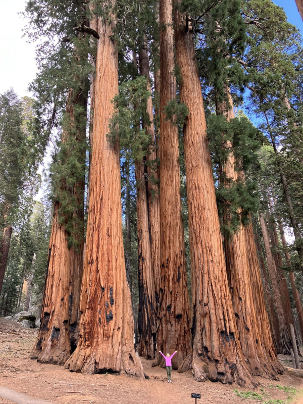 Congress trail to trail of the sequoias loop