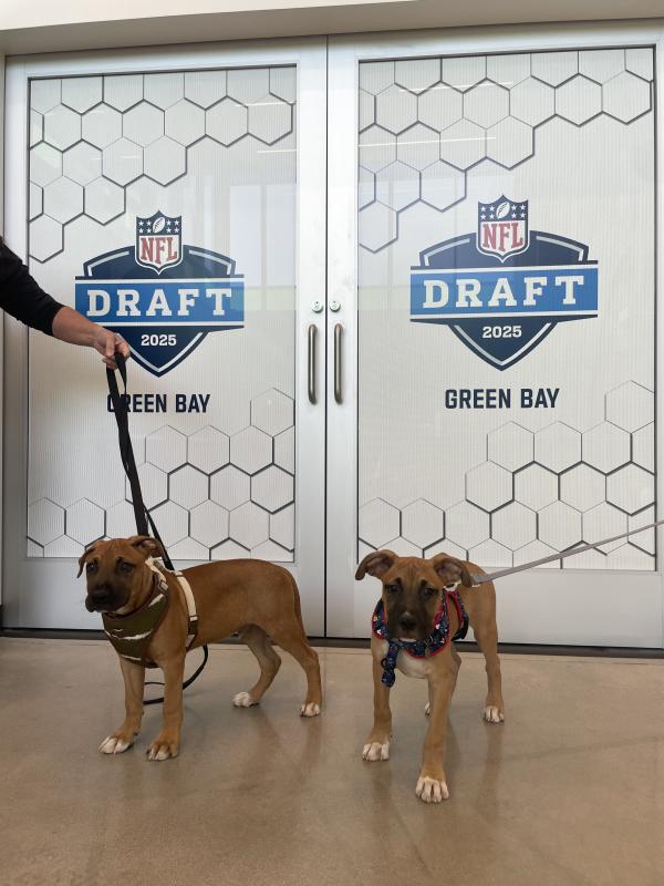 Lucky 7 Dogs