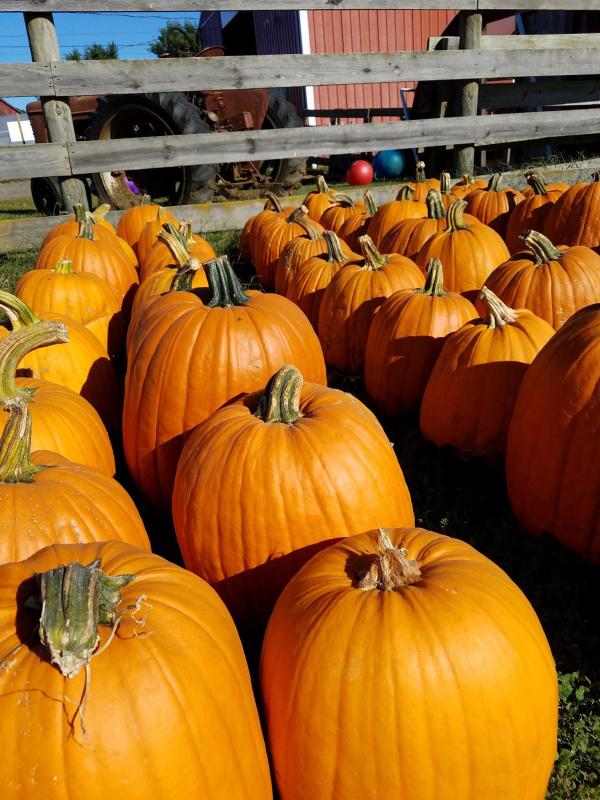 TLV Tree Farm Fall Pumpkins