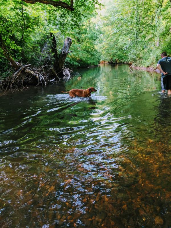 A dog wades through the clear, shallow creek alongside a person at Indian Creek Greenway in Huntsville, Alabama, surrounded by lush green trees and vegetation.