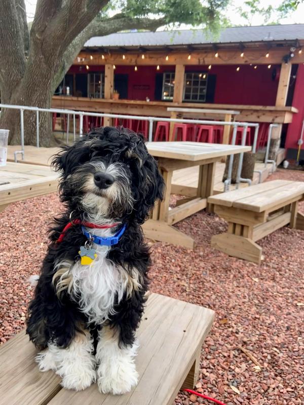 Paul's Rib Shack Dog