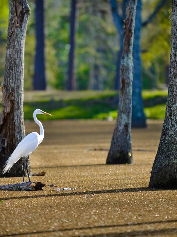 Sam Houston Jones State Park