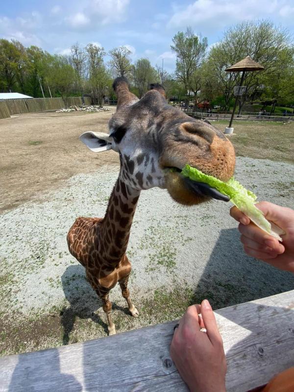 Potawatomi Zoo