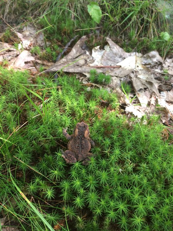 American Toad at the Schumann Preserve at Pilot Knob