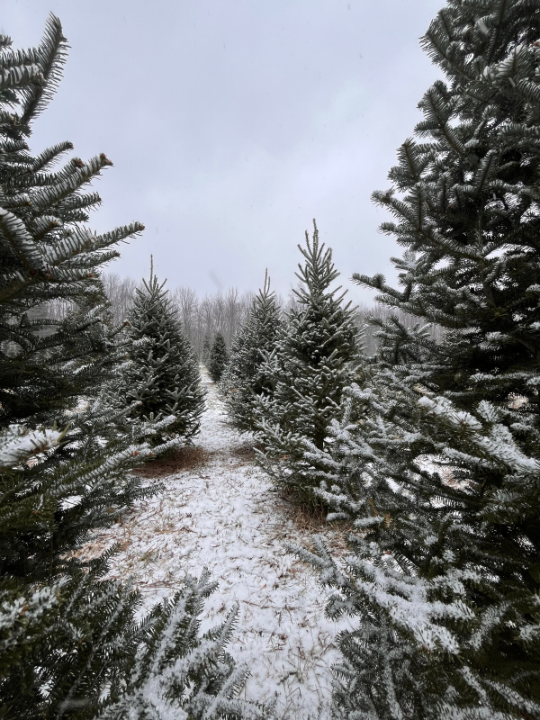 Our Tree Farm Christmas Tree