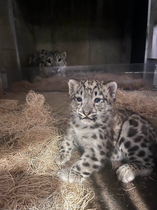 John Ball Zoo Snow Leopard
