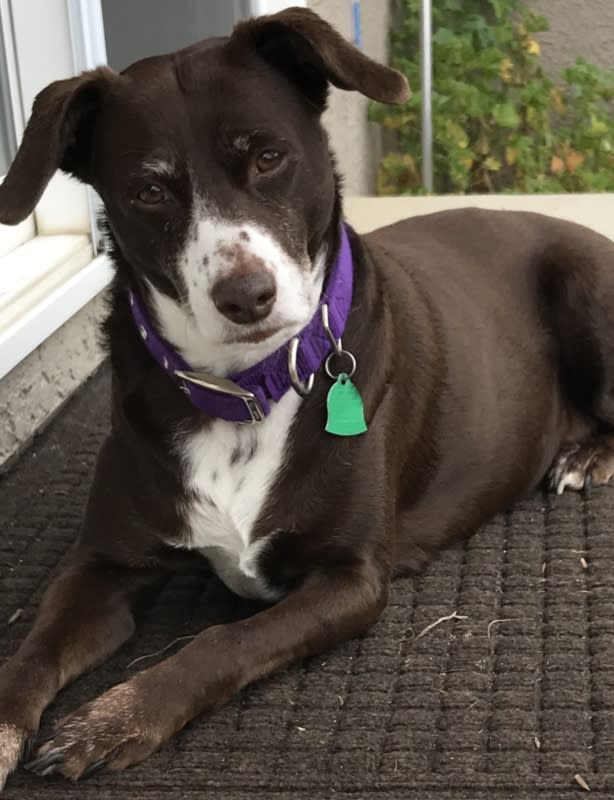 a close-up of a brown dog with white markings