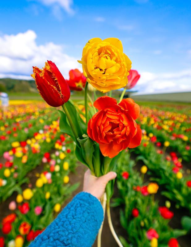 Tulips vertical