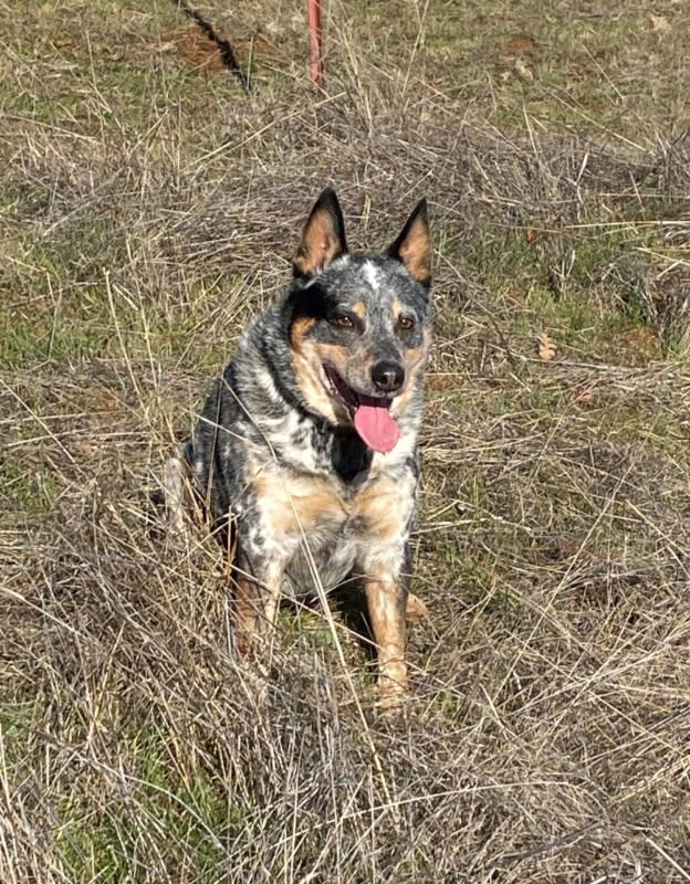 a dog sits in the grass