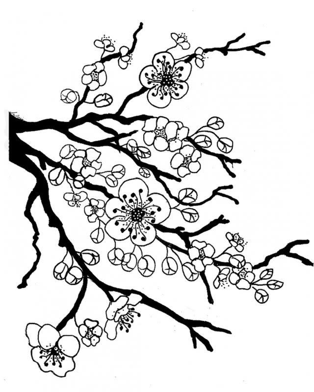 Cherry Blossom Coloring Page 3