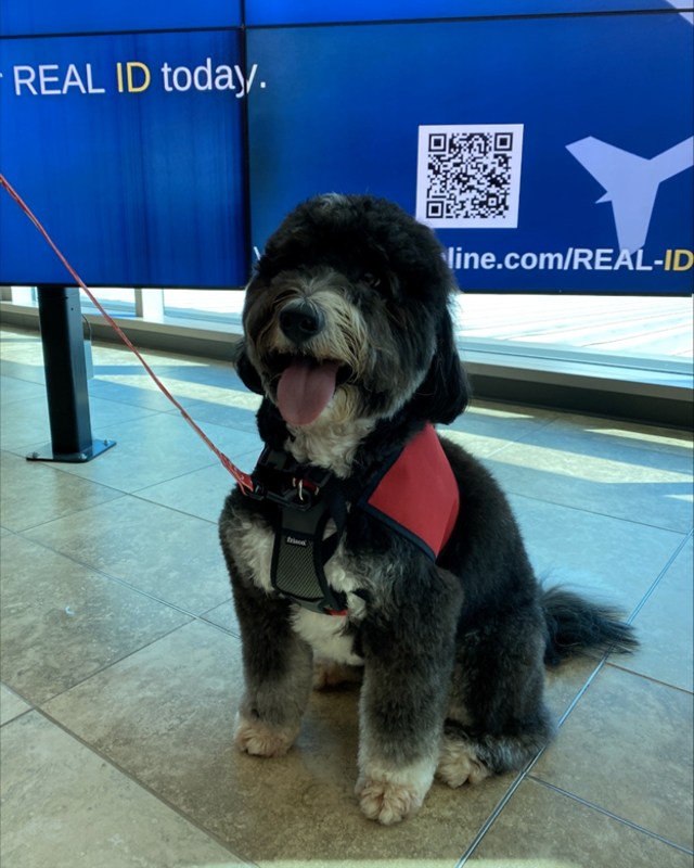 PET service dog at MYR airport