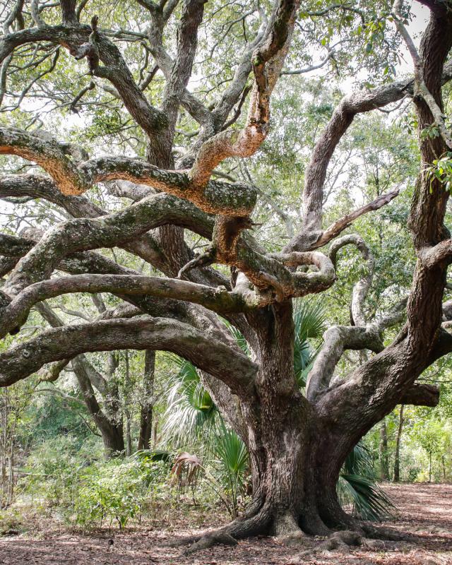 Oak tree, park