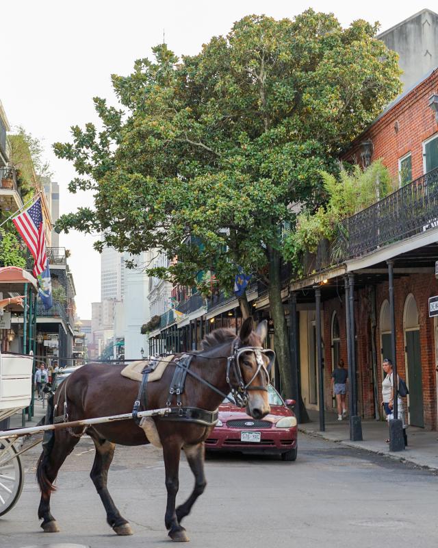 French Quarter Mule and Buggy
