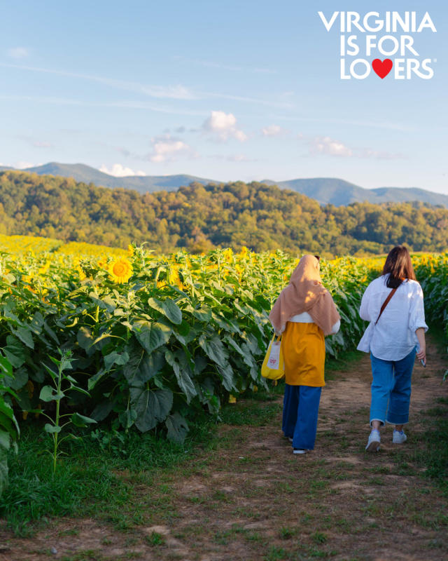 Beaver Dam Sunflower Festival - Botetourt County, VA
