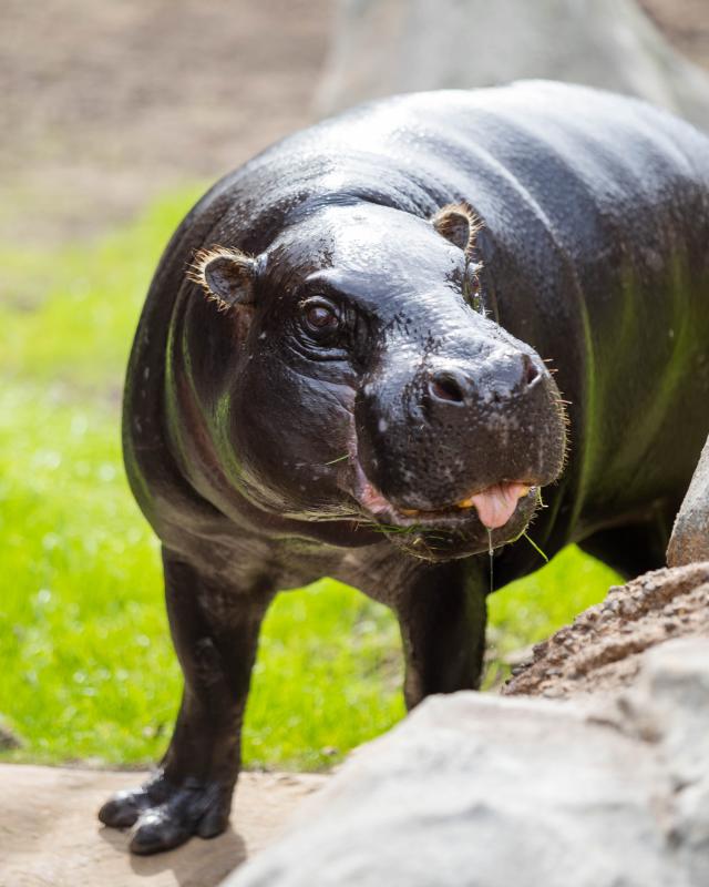John Ball Zoo