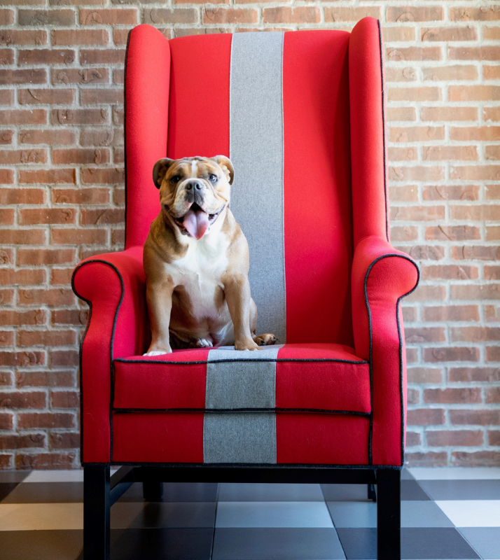 Scarlett Ann, the hotel dog at Graduate Columbus, sitting in a scarlet and grey chair