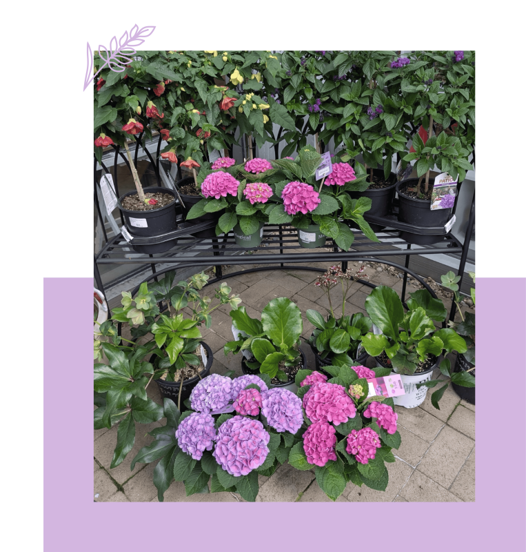 Assortment of outdoor plants in pots