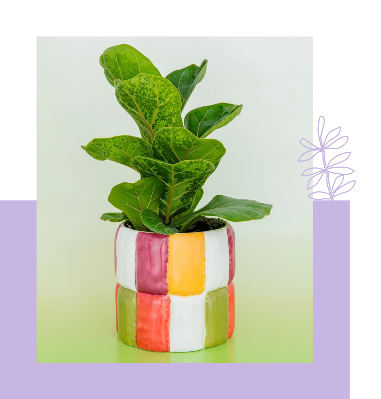 Houseplant in a cute, colorful pot