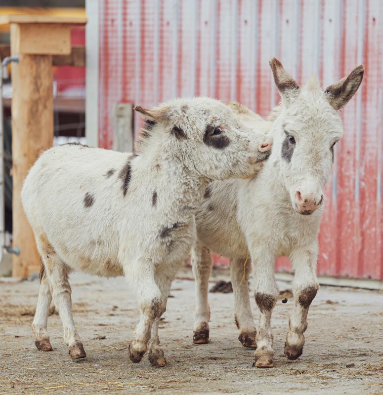 udderly ridiculous donkeys cropped