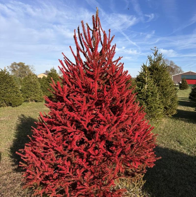 Evans Whispering Pines, Danville