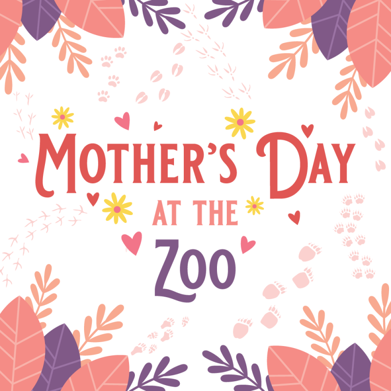 A graphic advertising the Mother's Day at the Zoo event.