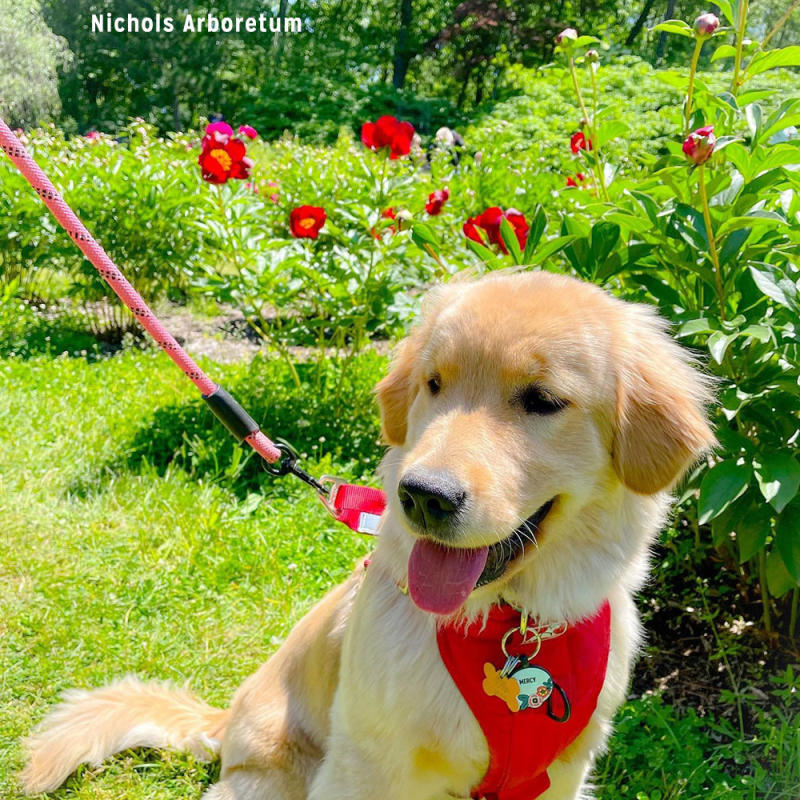 Dog at Nichols Arboretum