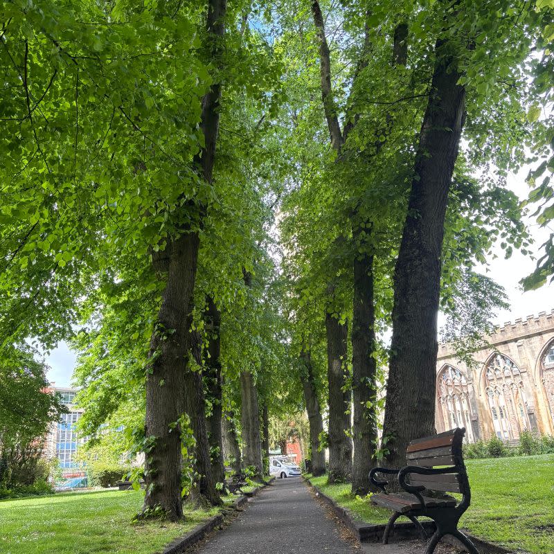 Temple Church Gardens Social Story Picture 10 - A photo of a narow path running through an avenue of tall leaft mature trees. There is a bench on the right side of the path in the foreground and you can just see some church ruins over to the far right past a grassy area.