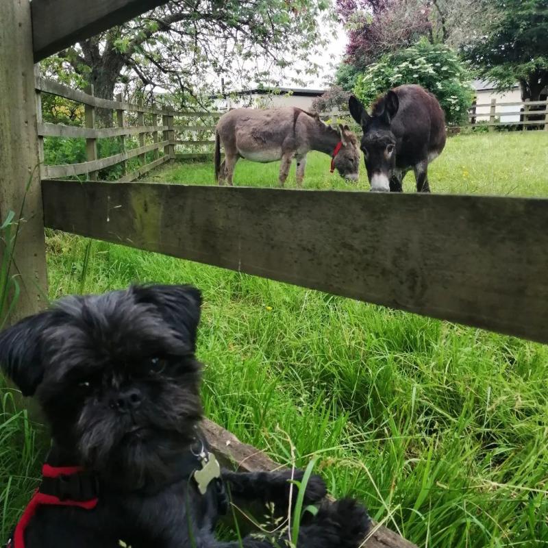 dog at donkey sanctuary - Instagrammable spots in East Devon