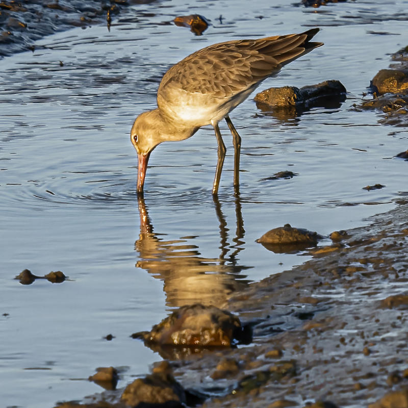 Black Tailed Godwit, Chichester Harbour