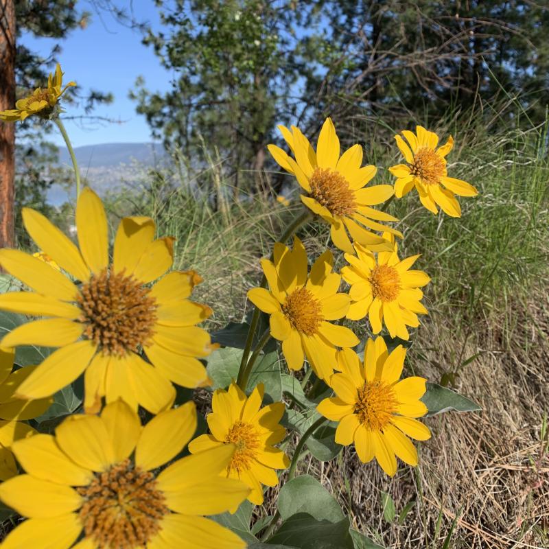 Okanagan Sunflowers aka Arrowleaf balsamroot