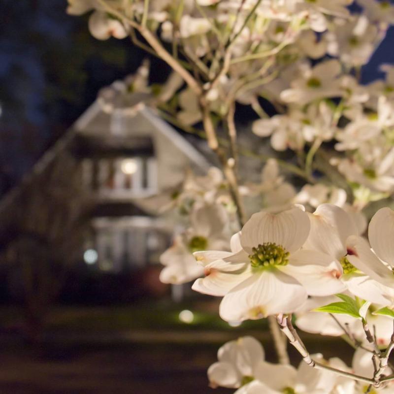 Dogwood - Paducah Life