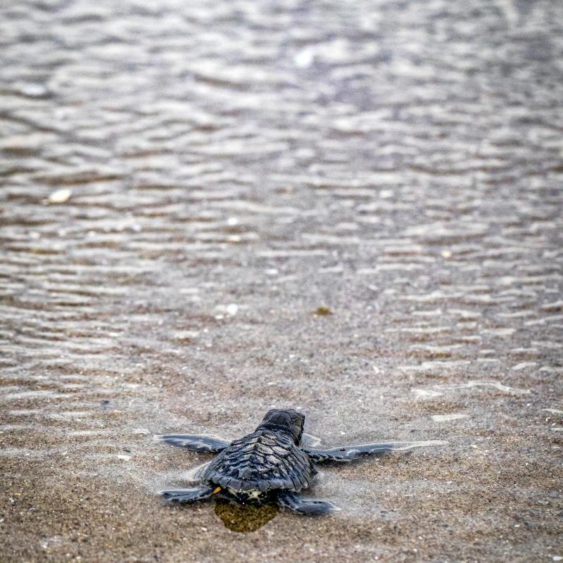 Turtle-hatchling
