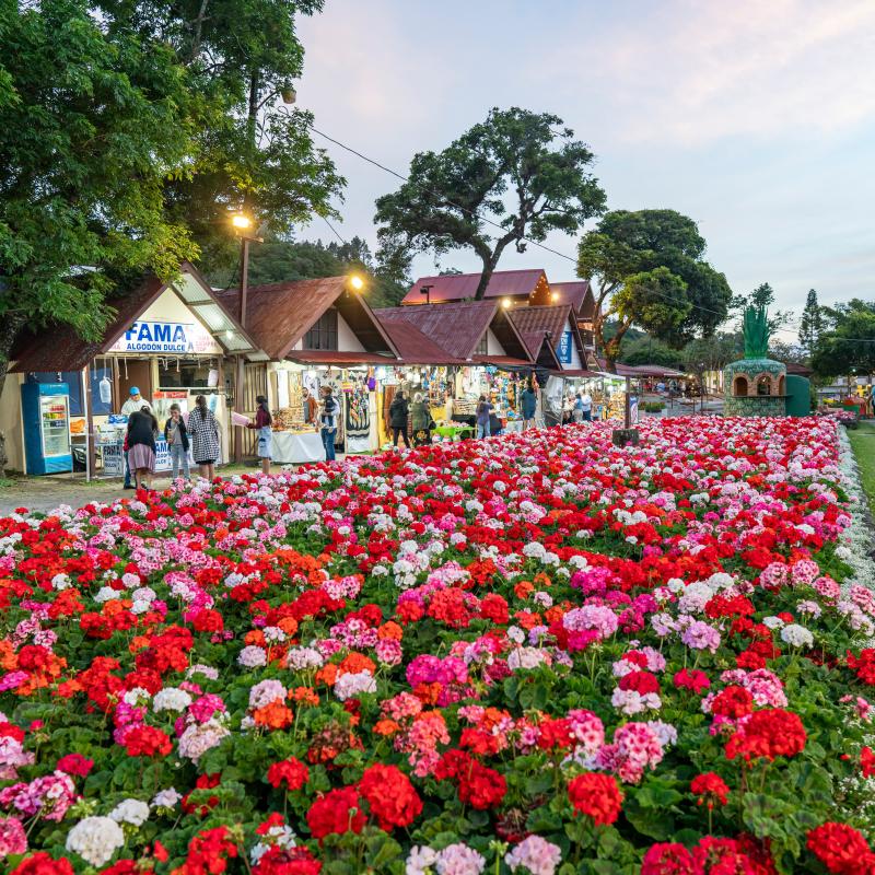 Feria de las flores, Boquete