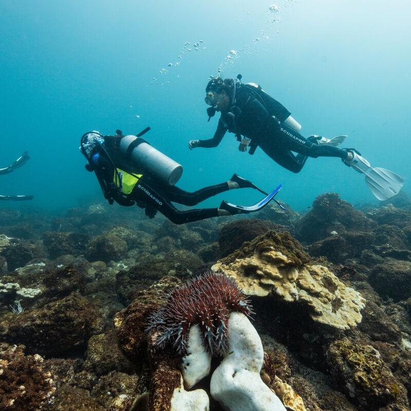 El Faro Dive Site