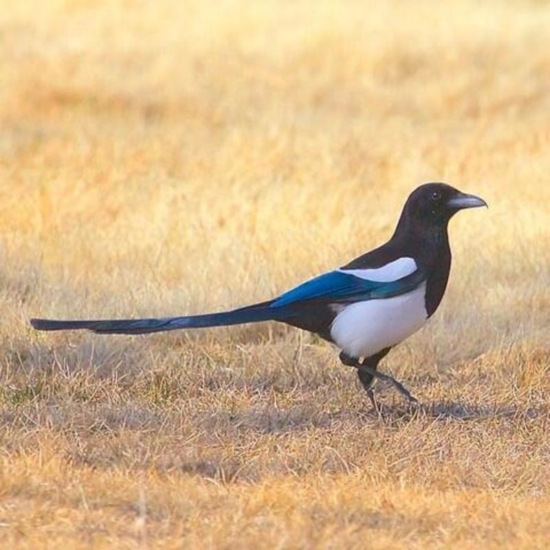 Black-Billed Magpie