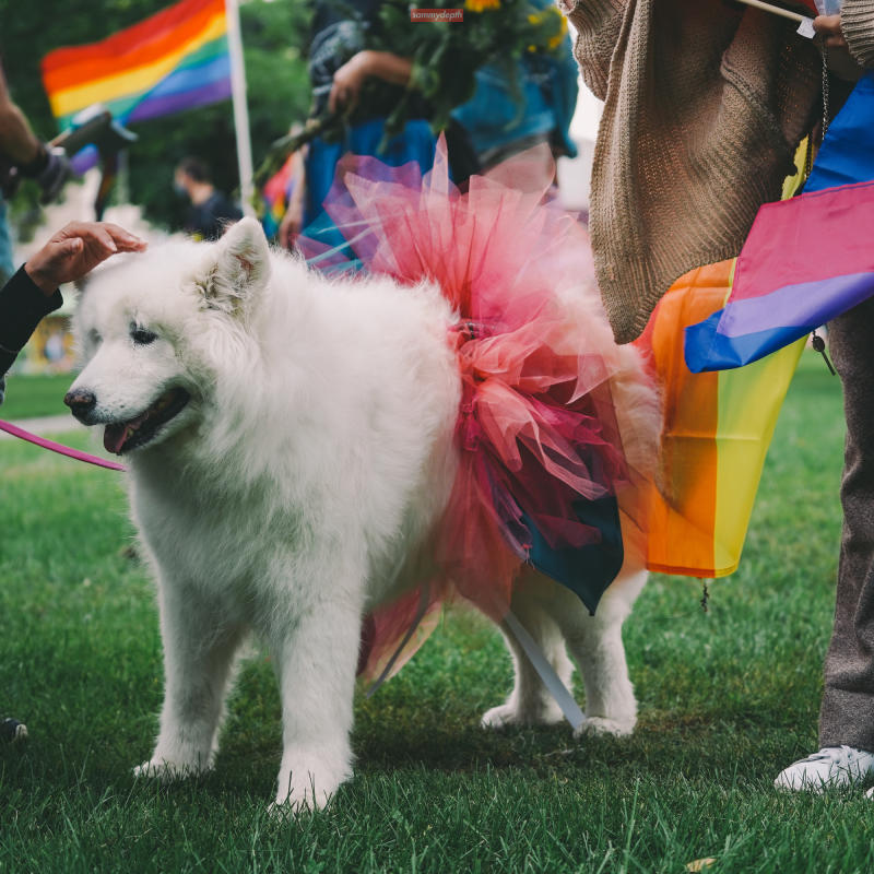 Dog dressed up and ready for Pride Parade in tutu with rainbow flags around it.
