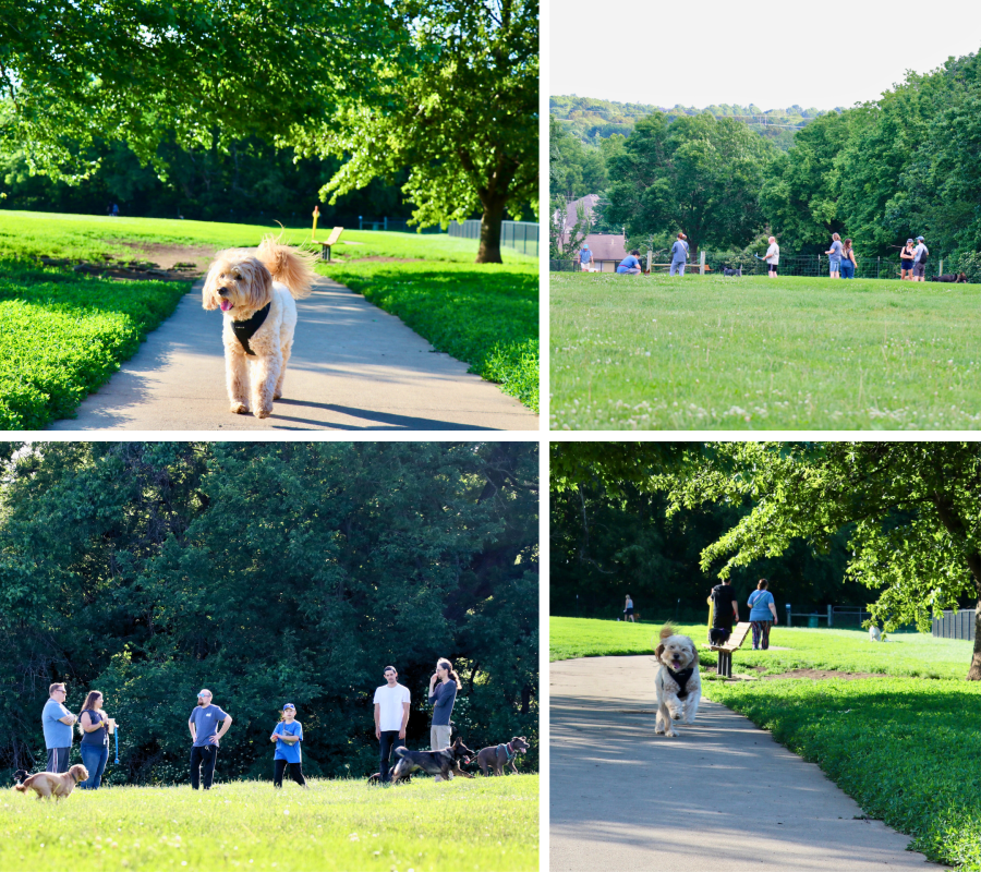 Thomas S. Stoll Dog Park