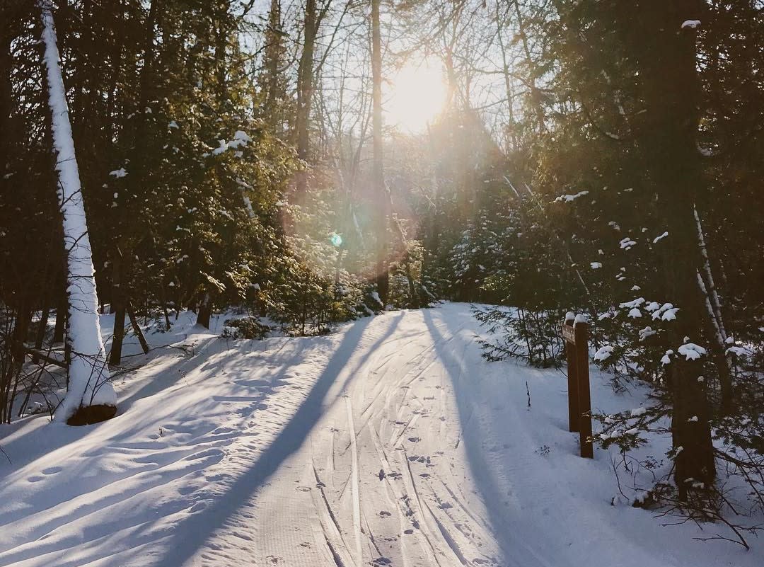 The sun just above the tree line shines on cross-country ski tracks in the snowy woods of Mackinac Island State Park
