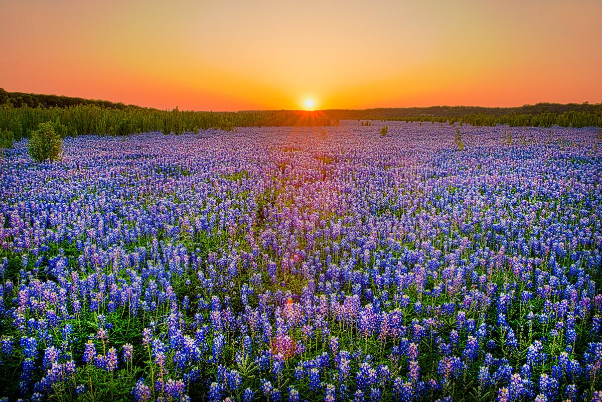 Field of Bluebonnet flowers with sunset in the background at Muleshoe Bend
