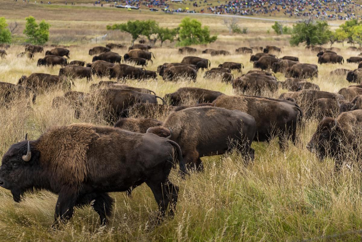 Custer State Park Buffalo Roundup
