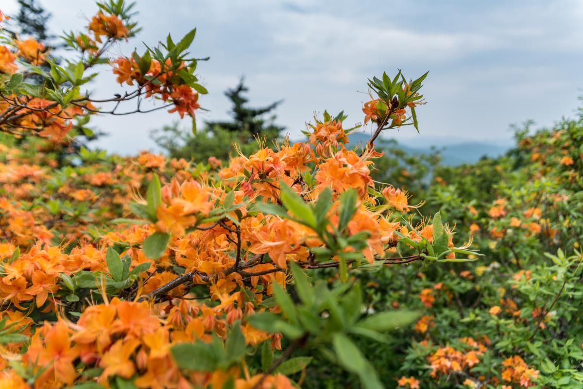 Vibrant orange flowers and light green leaves pop with a pale blue cloudy sky behind.