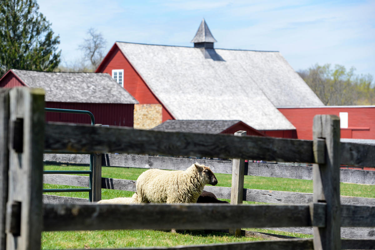 Springton Manor Farm