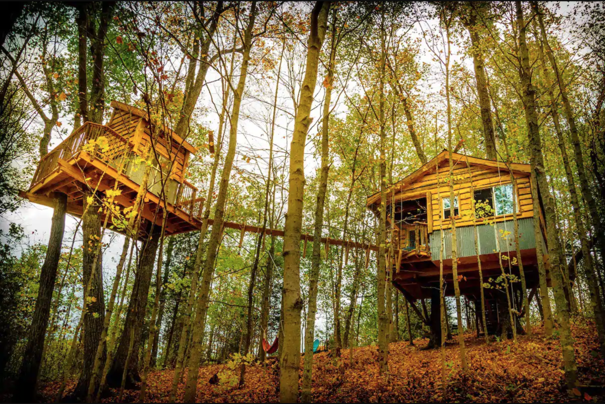 Image is of two, tree house cabins in the tree's at daytime.