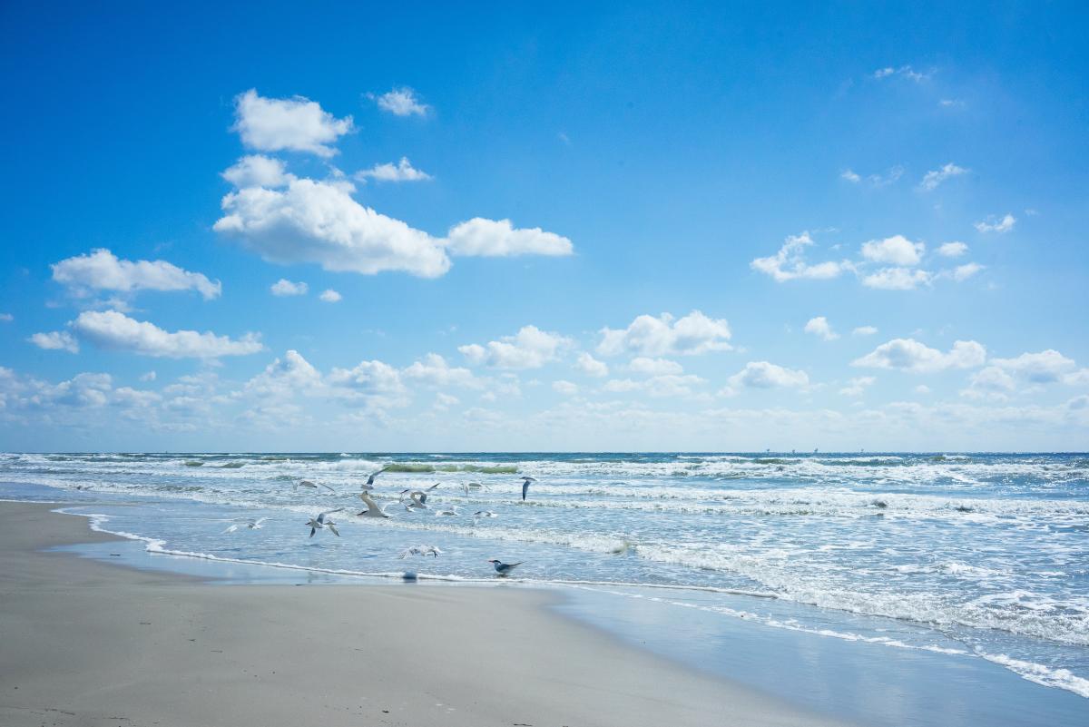 Zoom Background - Padre Island National Seashore