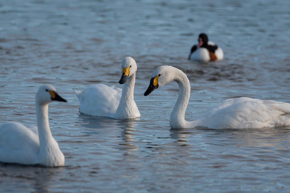 Bewisck Swans in the water at WWT Slimbridge