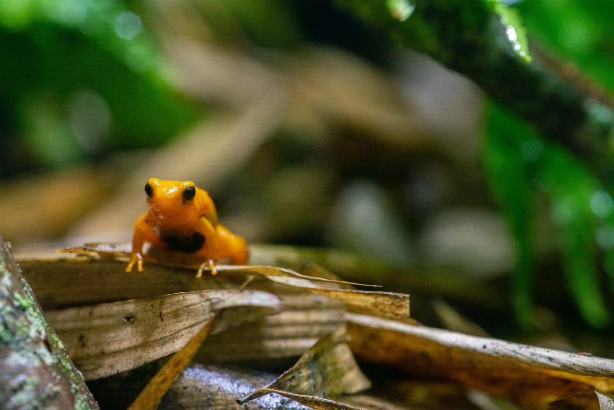 Golden Mantella frog at WWT Slimbridge