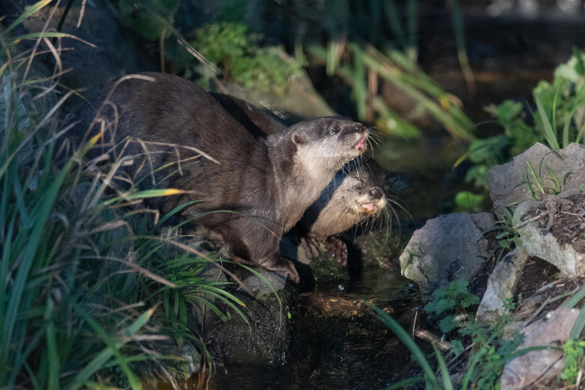 Otters at WWT Slimbridge Wetland Centre