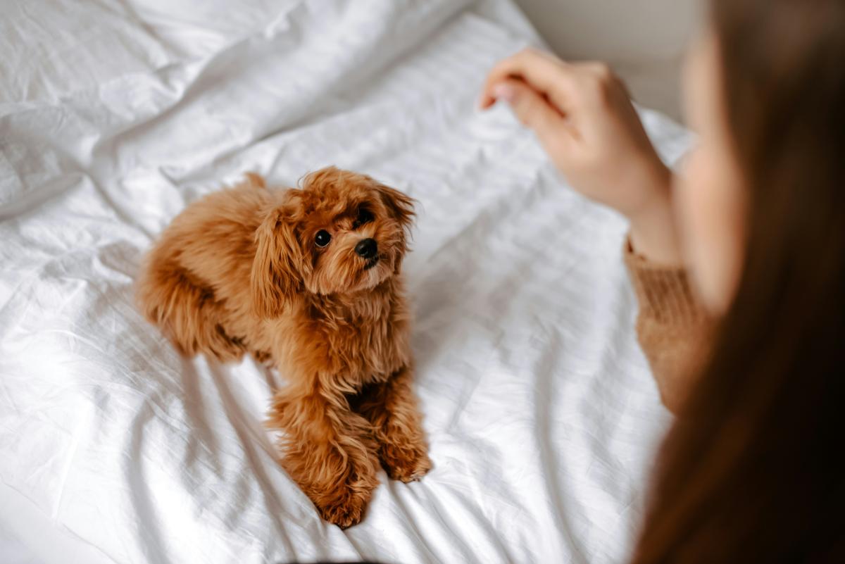 Dog in Hotel