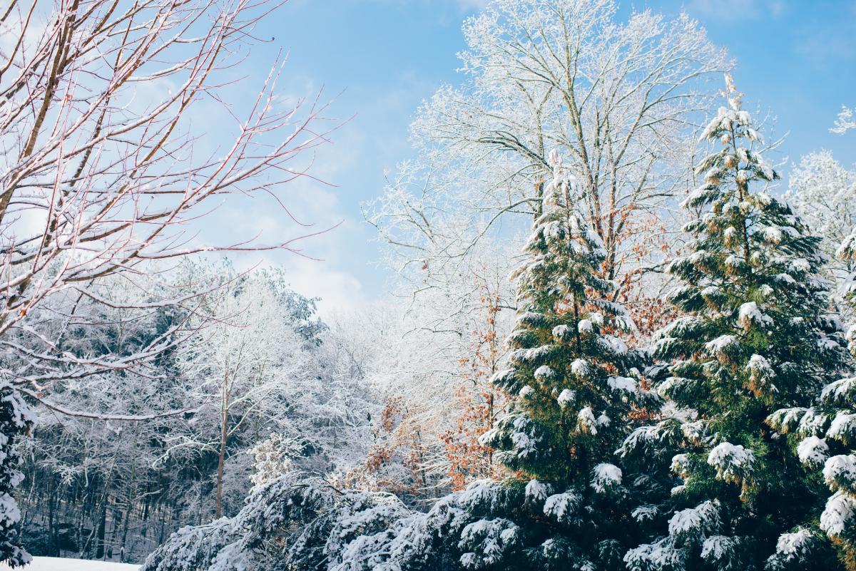 Generic Winter Nature Image
