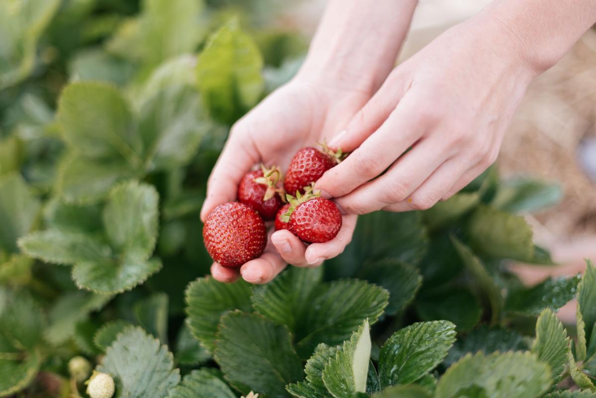 Strawberry Picking Unsplash